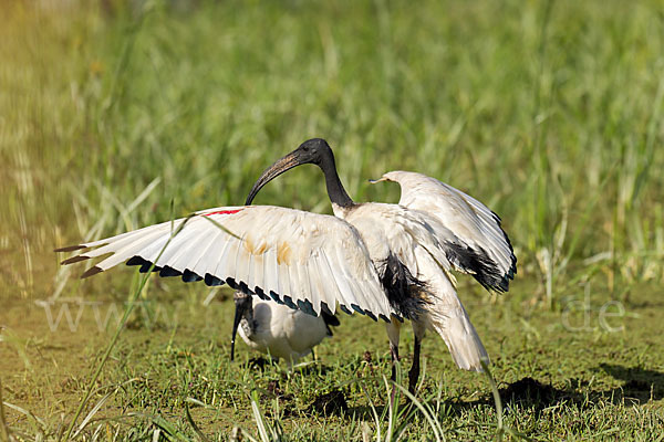 Heiliger Ibis (Threskiornis aethiopicus)