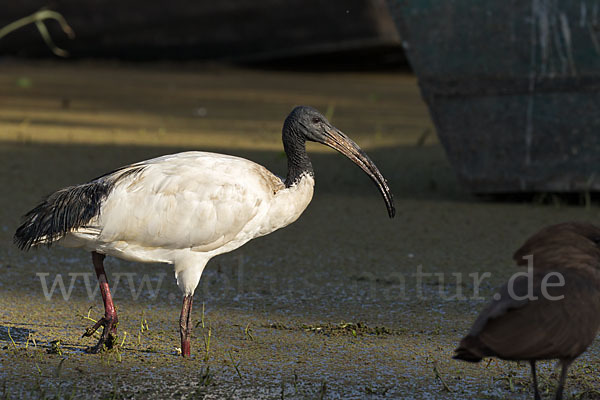 Heiliger Ibis (Threskiornis aethiopicus)