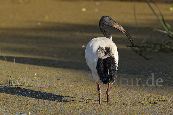 Heiliger Ibis (Threskiornis aethiopicus)