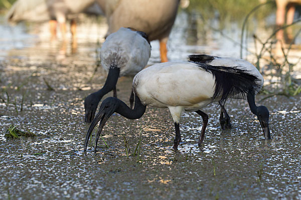 Heiliger Ibis (Threskiornis aethiopicus)