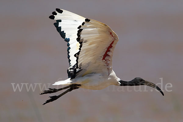 Heiliger Ibis (Threskiornis aethiopicus)