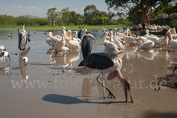 Heiliger Ibis (Threskiornis aethiopicus)