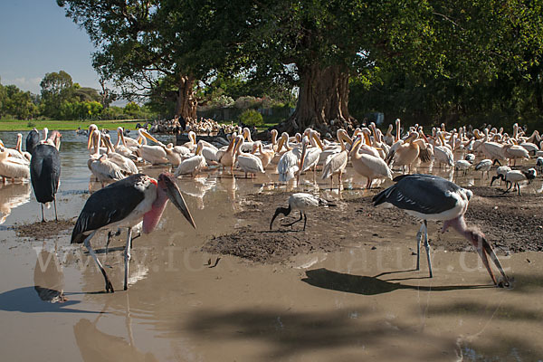 Heiliger Ibis (Threskiornis aethiopicus)