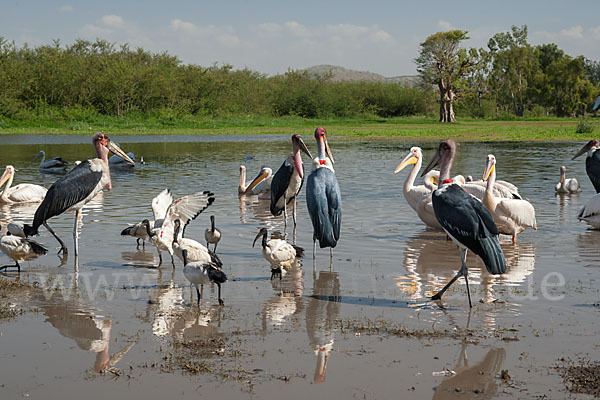 Heiliger Ibis (Threskiornis aethiopicus)