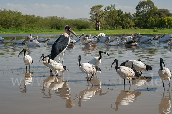 Heiliger Ibis (Threskiornis aethiopicus)