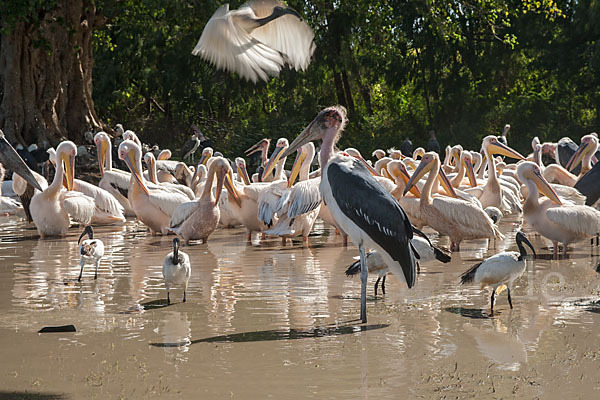 Heiliger Ibis (Threskiornis aethiopicus)