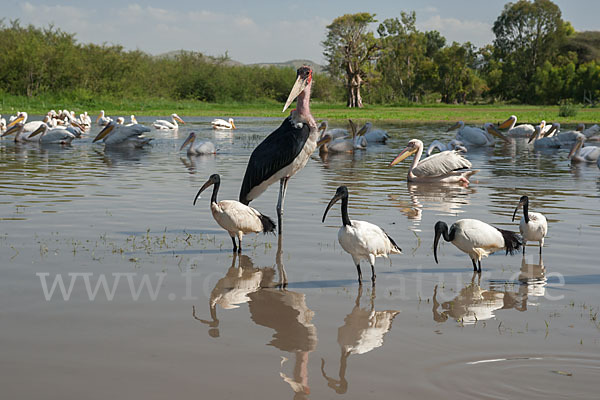 Heiliger Ibis (Threskiornis aethiopicus)