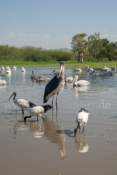 Heiliger Ibis (Threskiornis aethiopicus)