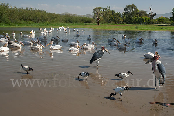 Heiliger Ibis (Threskiornis aethiopicus)