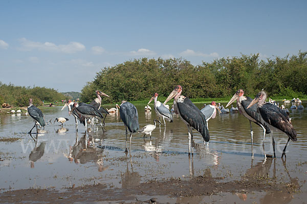 Heiliger Ibis (Threskiornis aethiopicus)