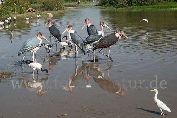 Heiliger Ibis (Threskiornis aethiopicus)