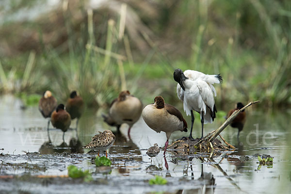 Heiliger Ibis (Threskiornis aethiopicus)