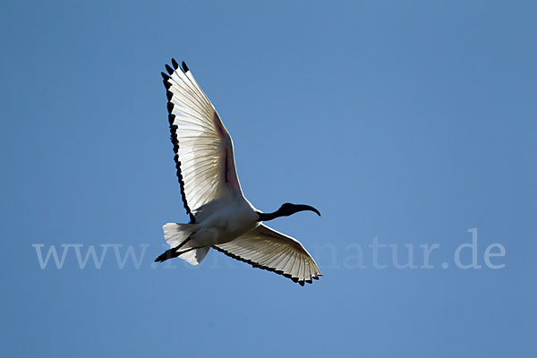 Heiliger Ibis (Threskiornis aethiopicus)