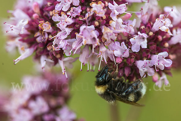 Helle Erdhummel (Bombus lucorum)