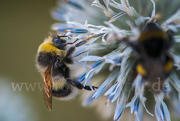 Helle Erdhummel (Bombus lucorum)