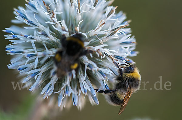 Helle Erdhummel (Bombus lucorum)