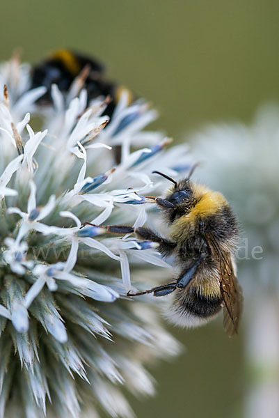 Helle Erdhummel (Bombus lucorum)