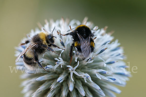 Helle Erdhummel (Bombus lucorum)