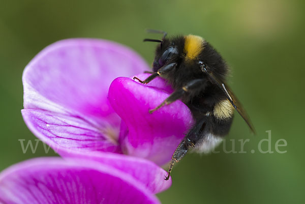 Helle Erdhummel (Bombus lucorum)