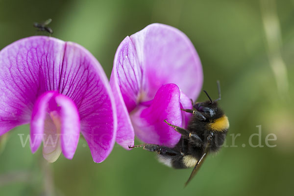 Helle Erdhummel (Bombus lucorum)