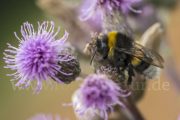 Helle Erdhummel (Bombus lucorum)