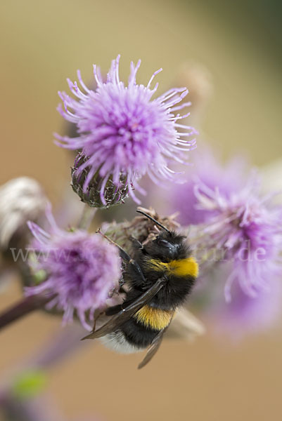 Helle Erdhummel (Bombus lucorum)