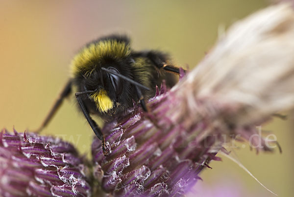 Helle Erdhummel (Bombus lucorum)