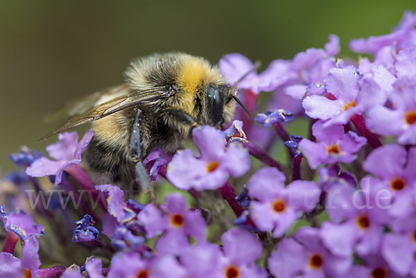 Helle Erdhummel (Bombus lucorum)