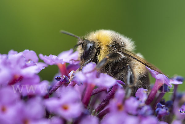 Helle Erdhummel (Bombus lucorum)