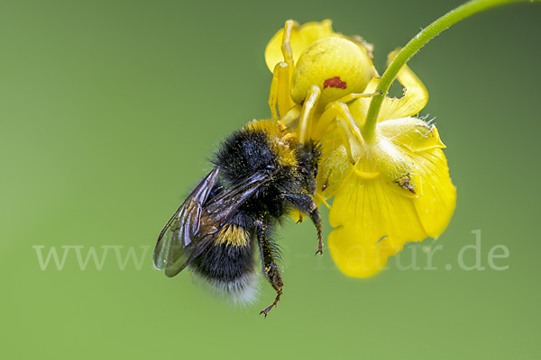 Helle Erdhummel (Bombus lucorum)