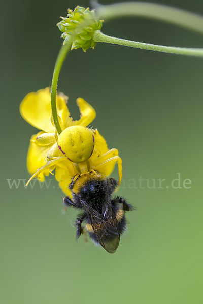 Helle Erdhummel (Bombus lucorum)