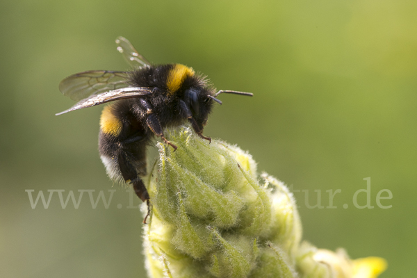 Helle Erdhummel (Bombus lucorum)