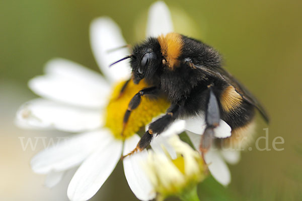 Helle Erdhummel (Bombus lucorum)