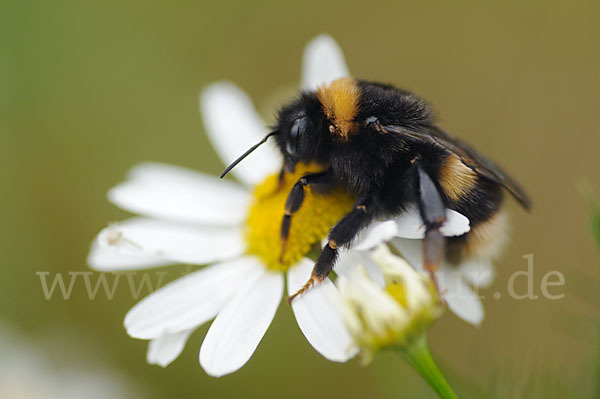 Helle Erdhummel (Bombus lucorum)