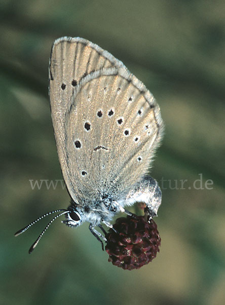 Heller Wiesenknopf-Ameisenbläuling (Glaucopsyche teleius)