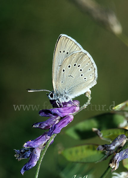 Heller Wiesenknopf-Ameisenbläuling (Glaucopsyche teleius)