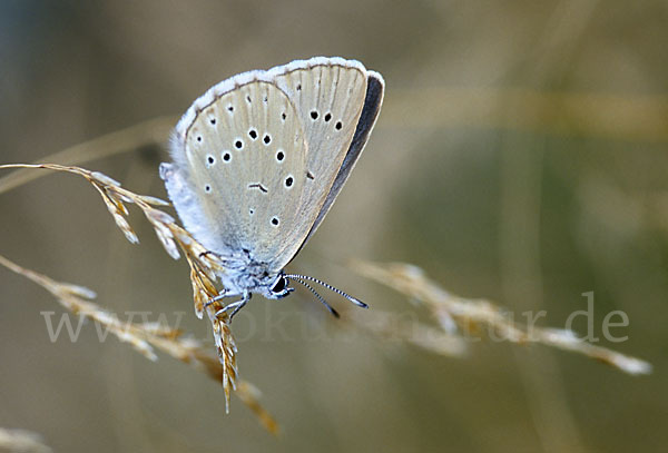 Heller Wiesenknopf-Ameisenbläuling (Glaucopsyche teleius)