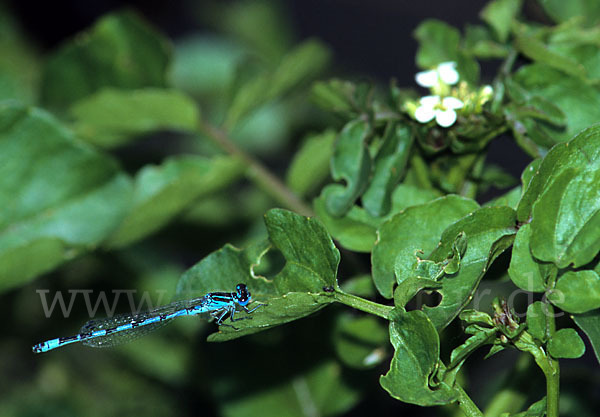 Helm- Azurjungfer (Coenagrion mercuriale)