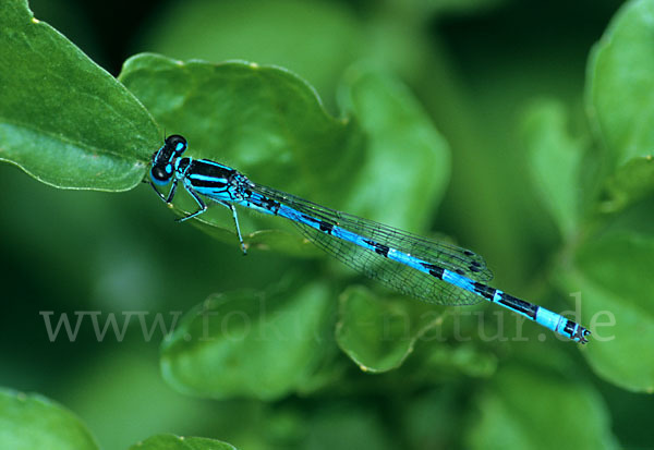 Helm- Azurjungfer (Coenagrion mercuriale)