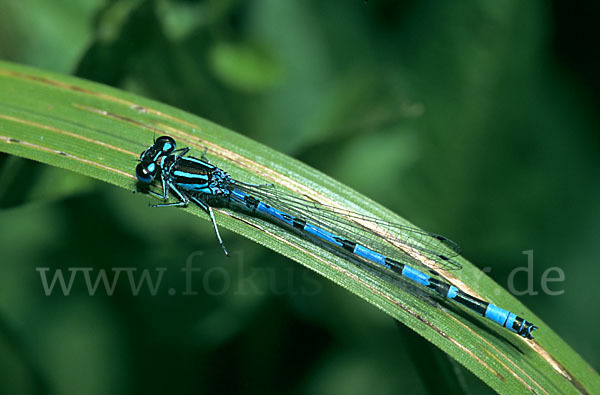 Helm- Azurjungfer (Coenagrion mercuriale)