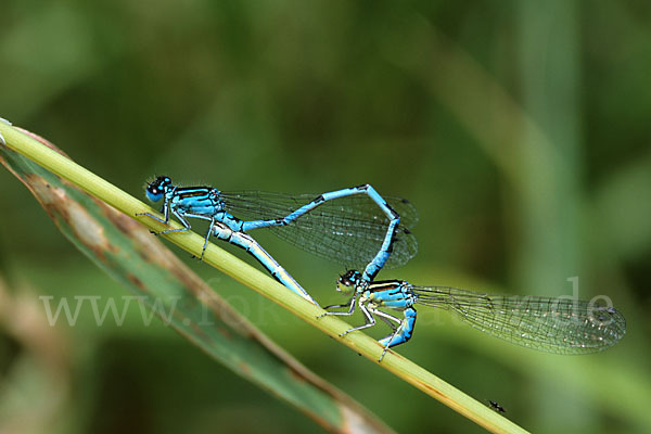 Helm- Azurjungfer (Coenagrion mercuriale)