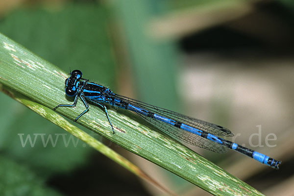 Helm- Azurjungfer (Coenagrion mercuriale)