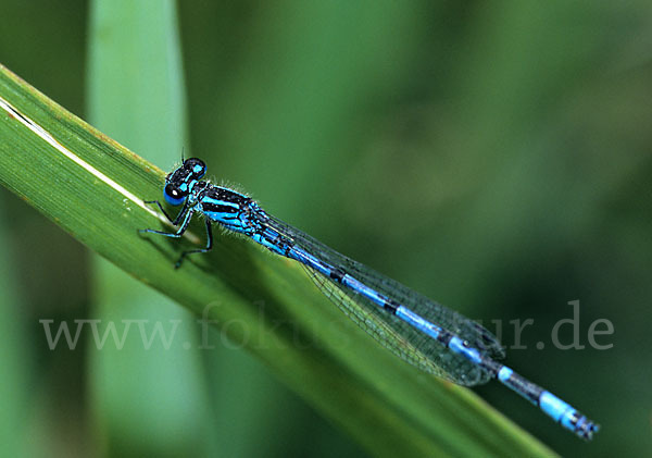 Helm- Azurjungfer (Coenagrion mercuriale)