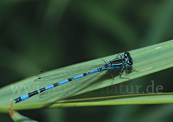 Helm- Azurjungfer (Coenagrion mercuriale)