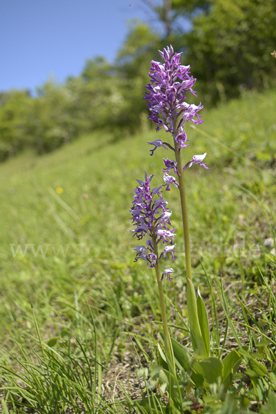 Helm-Knabenkraut (Orchis militaris)