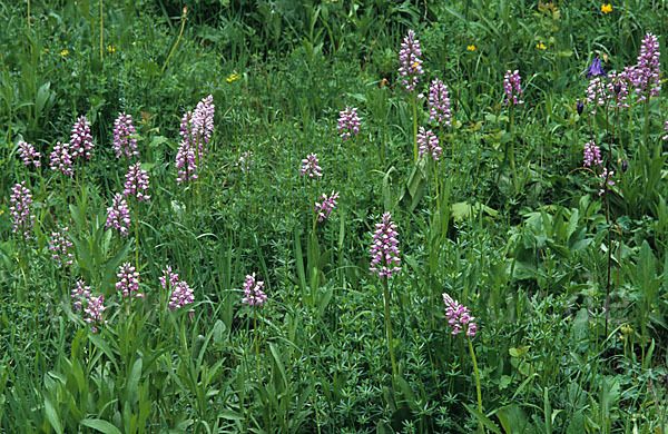 Helm-Knabenkraut (Orchis militaris)