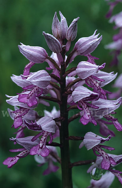 Helm-Knabenkraut (Orchis militaris)