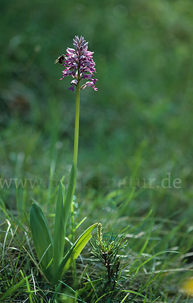 Helm-Knabenkraut (Orchis militaris)