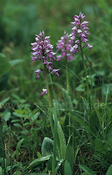 Helm-Knabenkraut (Orchis militaris)