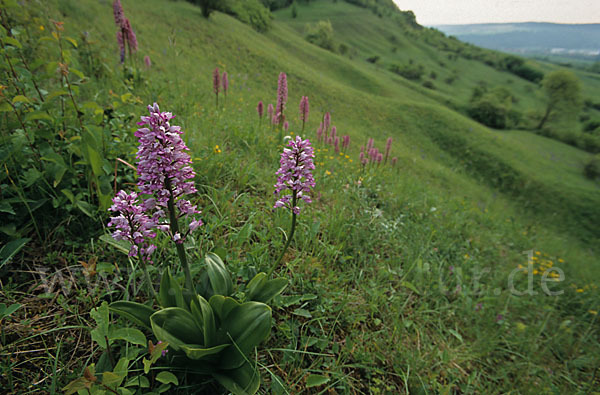 Helm-Knabenkraut (Orchis militaris)